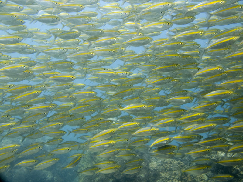 Fish, Marine Park
